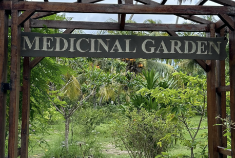 Medicinal Garden 